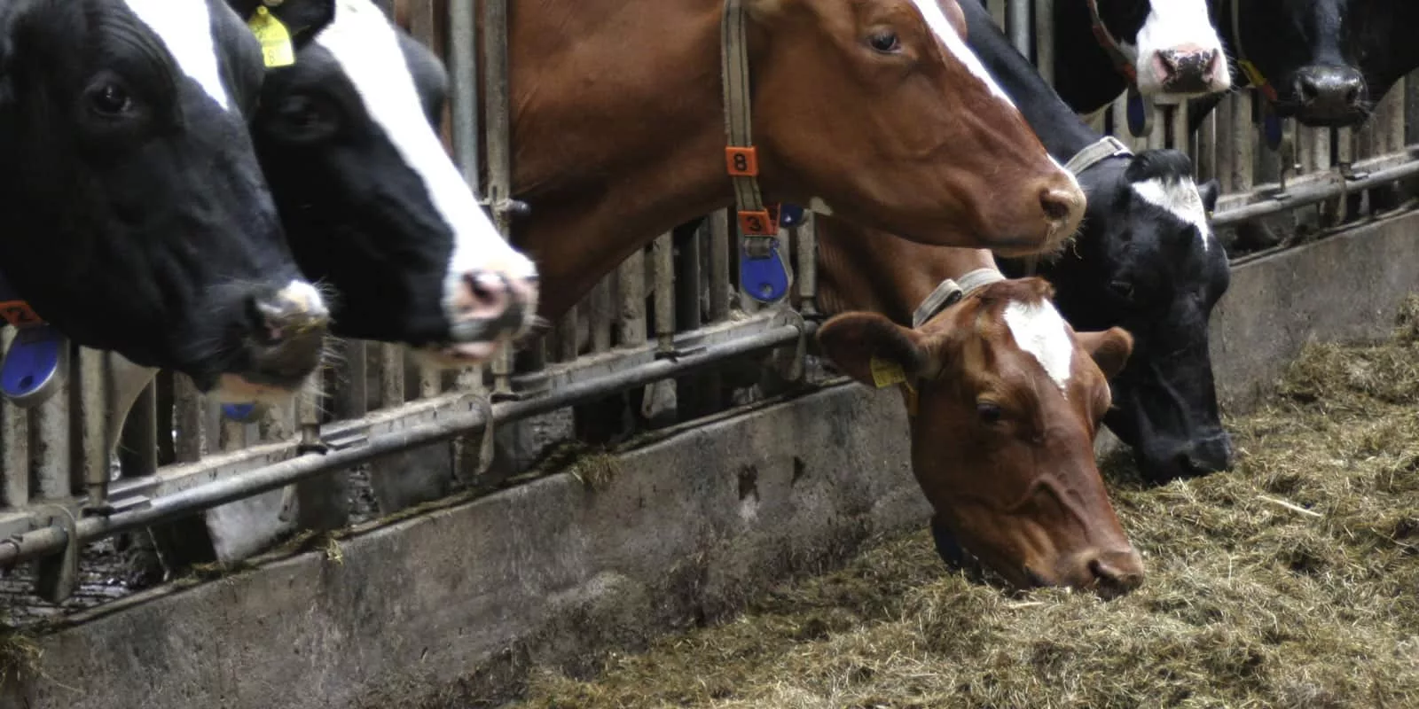 alimentación animal_3